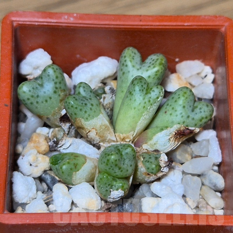 VVG13557 Conophytum tantillum ssp.eenkokerense SB119 - Image 2