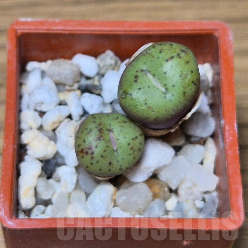 VVG13559 Conophytum obcordellum 'giftbergense' - immagine 2