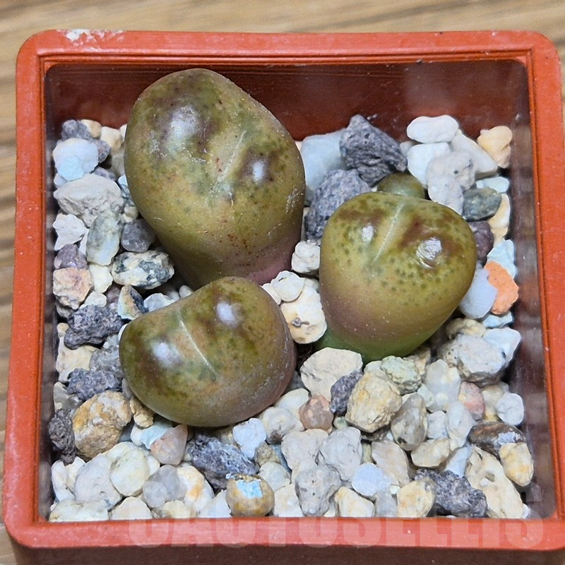 VVG13560 Conophytum maughanii x Conophytum uviforme SH