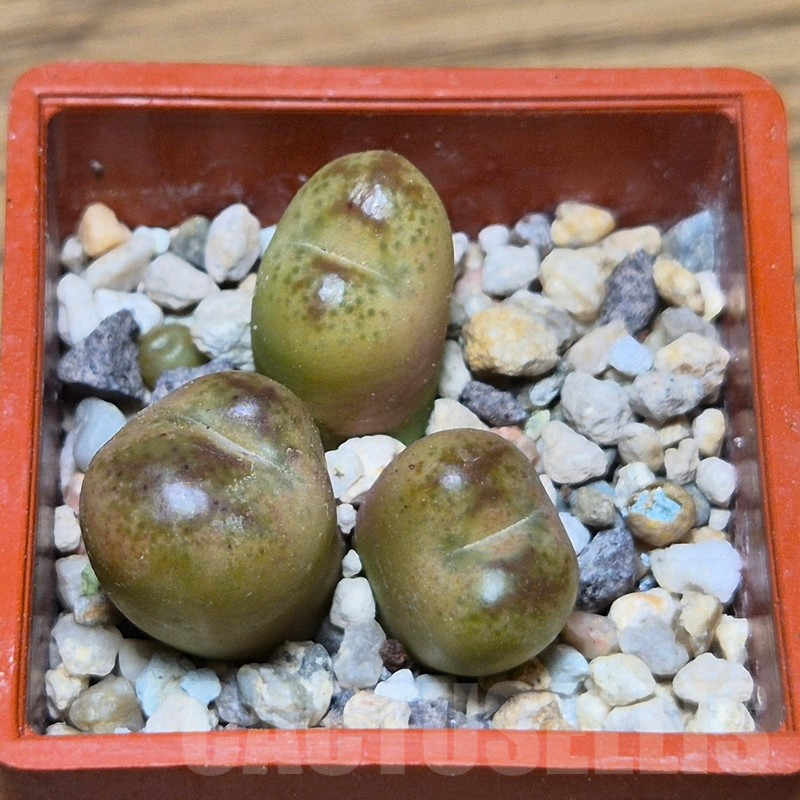 VVG13560 Conophytum maughanii x Conophytum uviforme SH - immagine 2