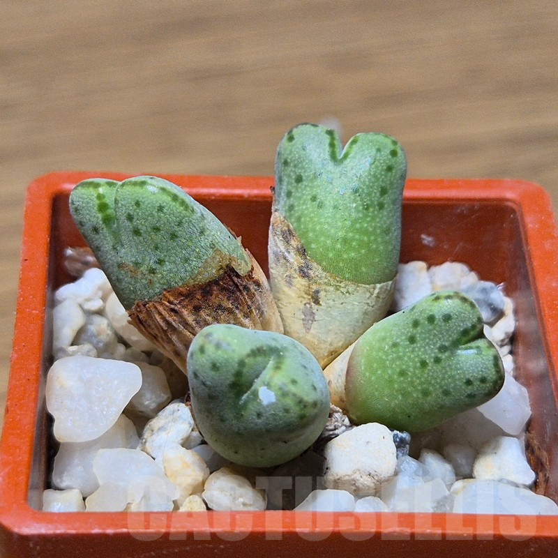 VVG13561 Conophytum marginatum - Image 2