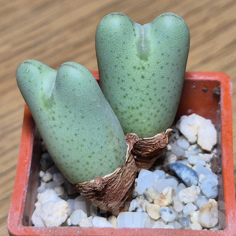 VVG13562 Conophytum aff. meyerae - immagine 2
