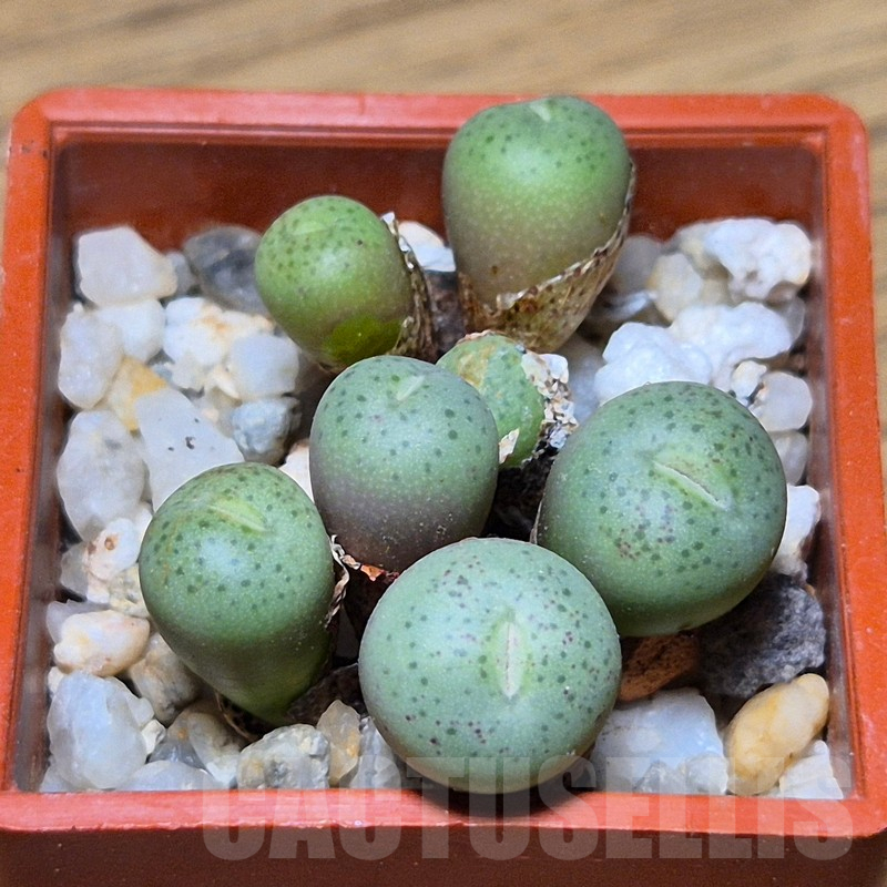 VVG13563 Conophytum truncatum