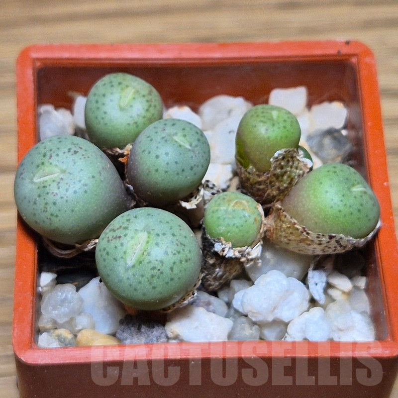 VVG13563 Conophytum truncatum - Image 2