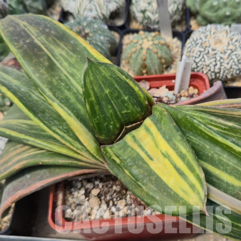 LOT932 20 seeds Gasteria hybrid f.variegata -Japan-2025