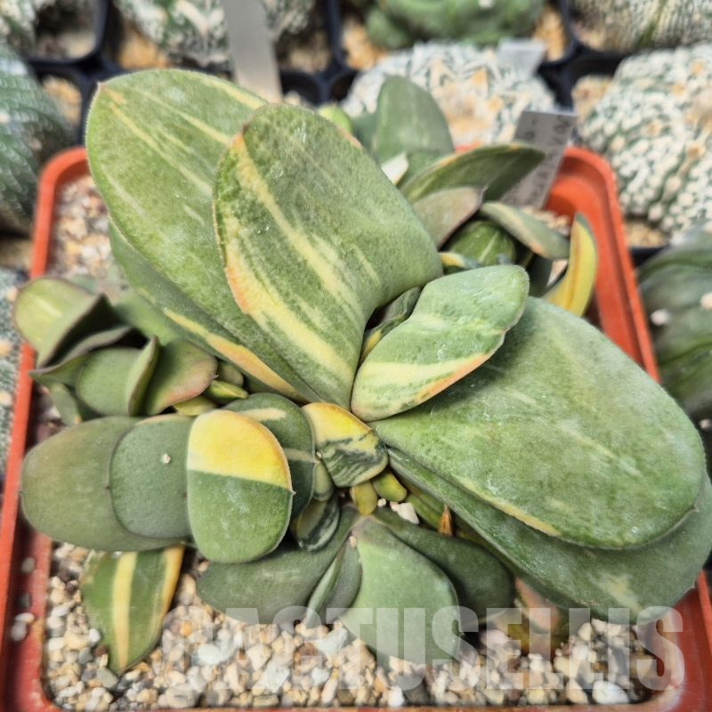 SH13756 Gasteria glomerata f. variegata, seedling