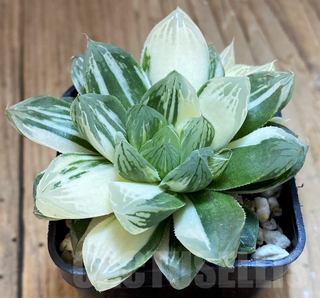 SH12712 Haworthia obtusa ‘Marin’ f. variegata - Image 2