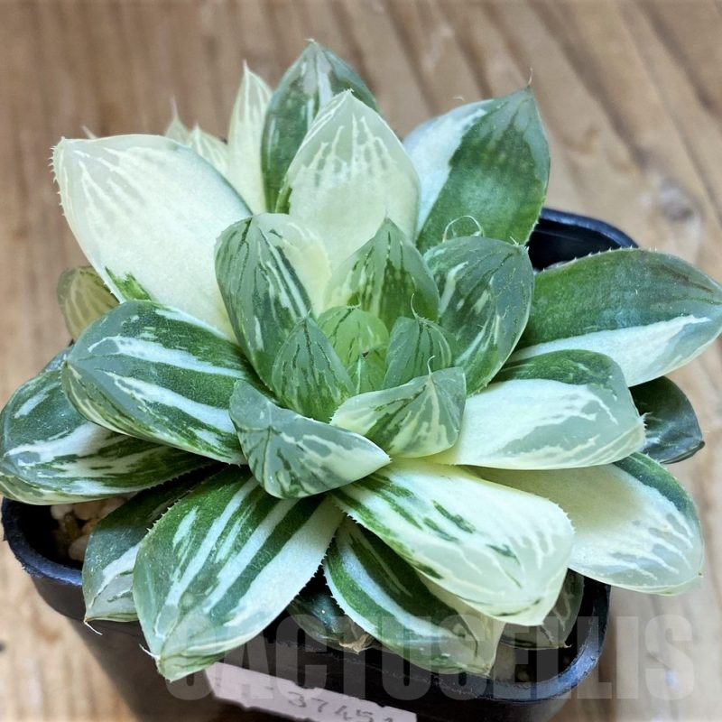 SH12712 Haworthia obtusa ‘Marin’ f. variegata