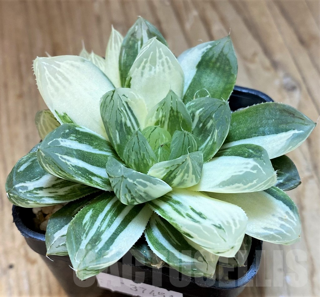 SH12712 Haworthia obtusa ‘Marin’ f. variegata