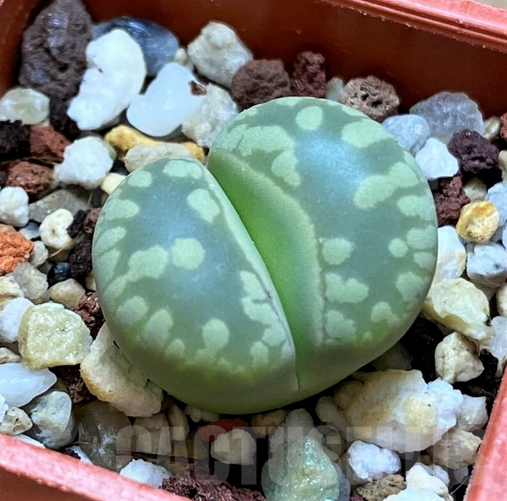 SH14176 Lithops otzeniana 'Aquamarine'