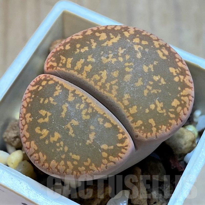 SH14178 Lithops aucampiae C366, SH 1642