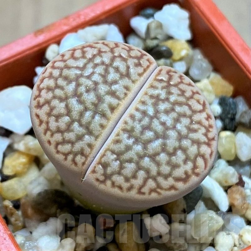 SH14179 Lithops hookeri L54-5