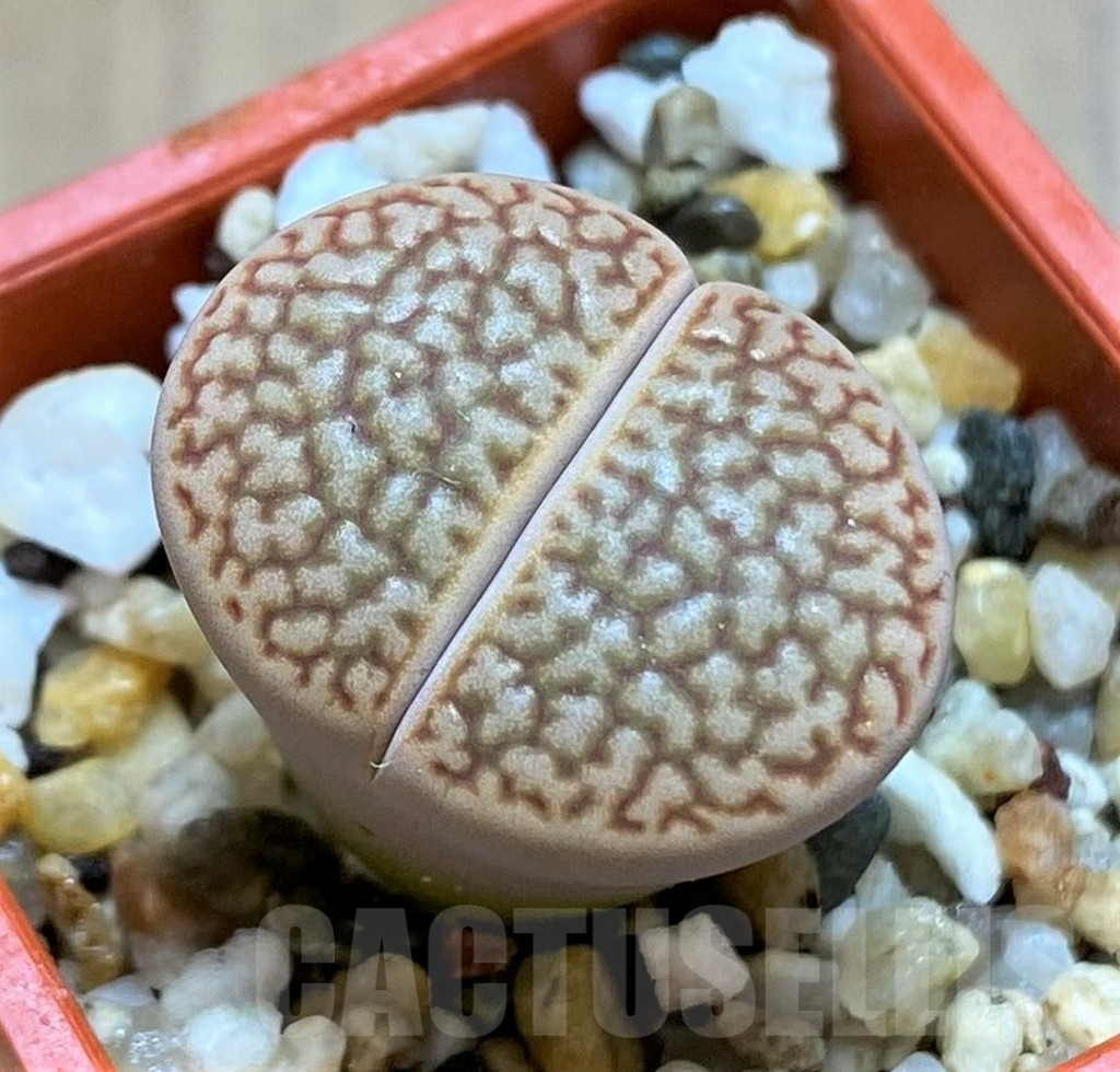 SH14179 Lithops hookeri L54-5