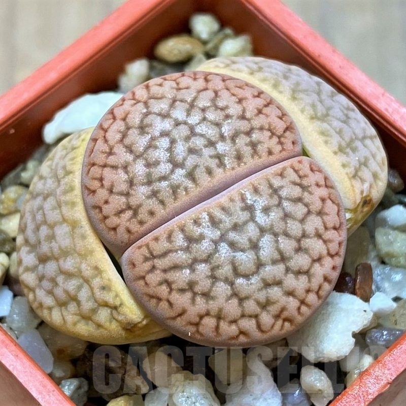 SH14180 Lithops hookeri L54-5