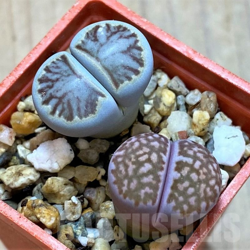 SH14131 Lithops julii ‘Kikushogyoku’, Lithops salicola ‘Sato’s Violet’ hybrid