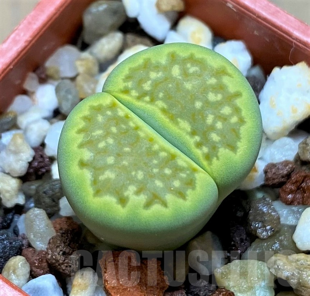 SH14181 Lithops hallii ochracea 'Green Soapstone'