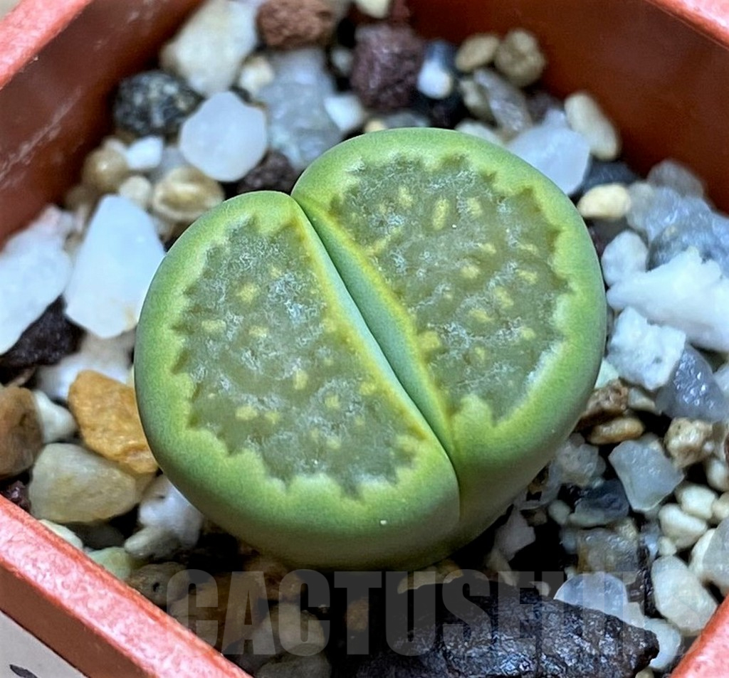 SH14182 Lithops hallii ochracea 'Green Soapstone'