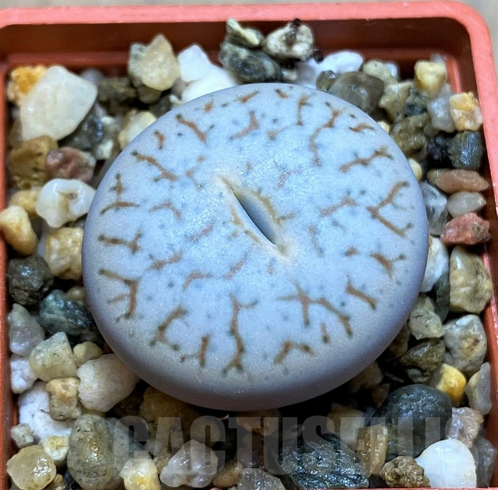 SH14184 Lithops pseudotruncatella ssp. volkii