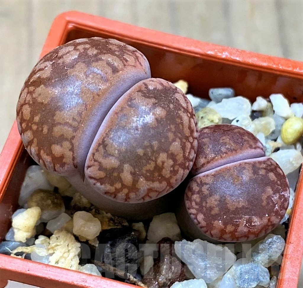 SH14185 Lithops aucampiae v. koelemanii, SH1648