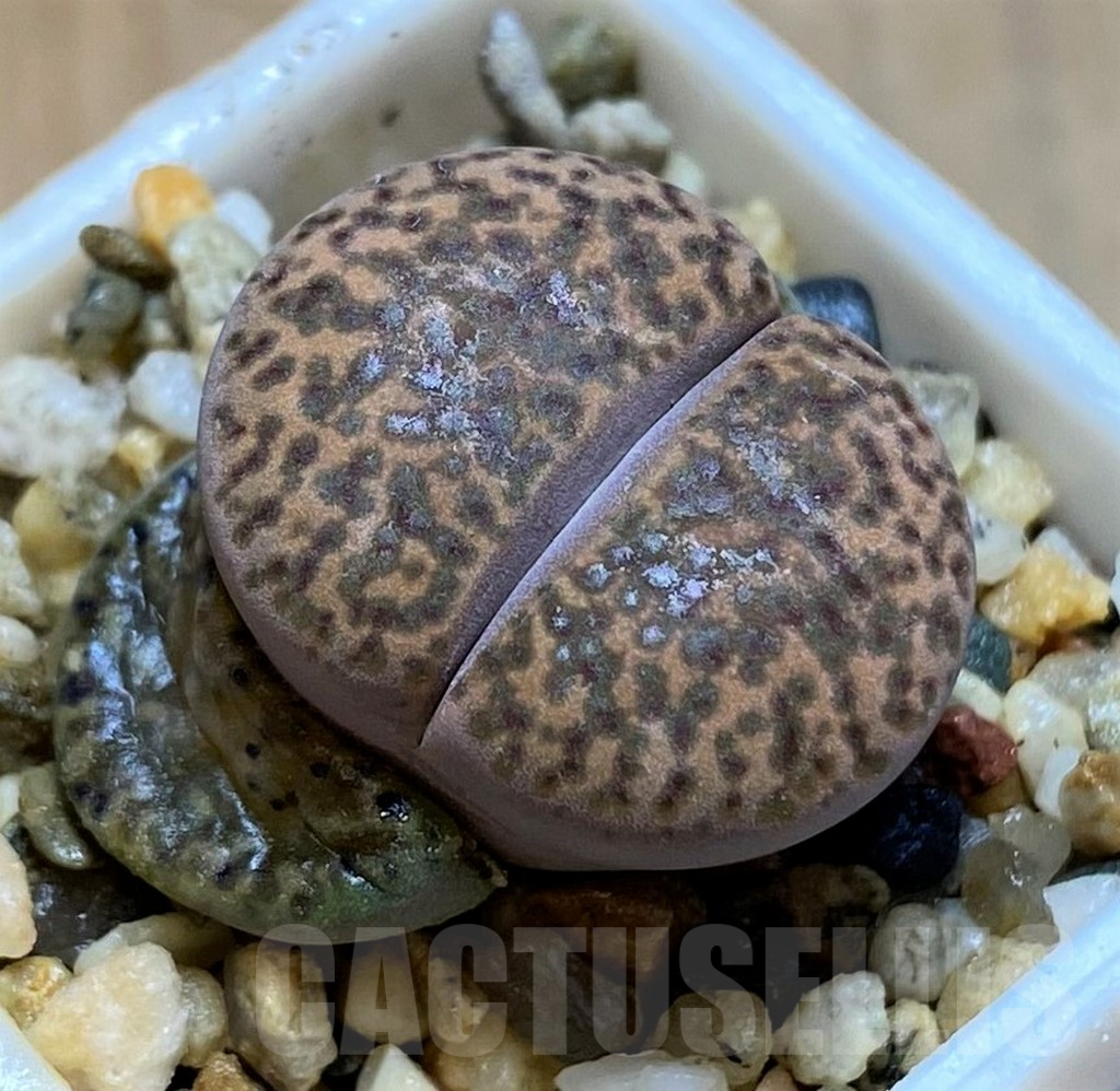 SH14186 Lithops bromfieldii v. glaudinae C393