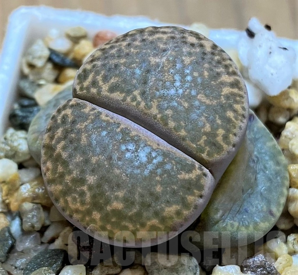SH14187 Lithops bromfieldii v. glaudinae C393