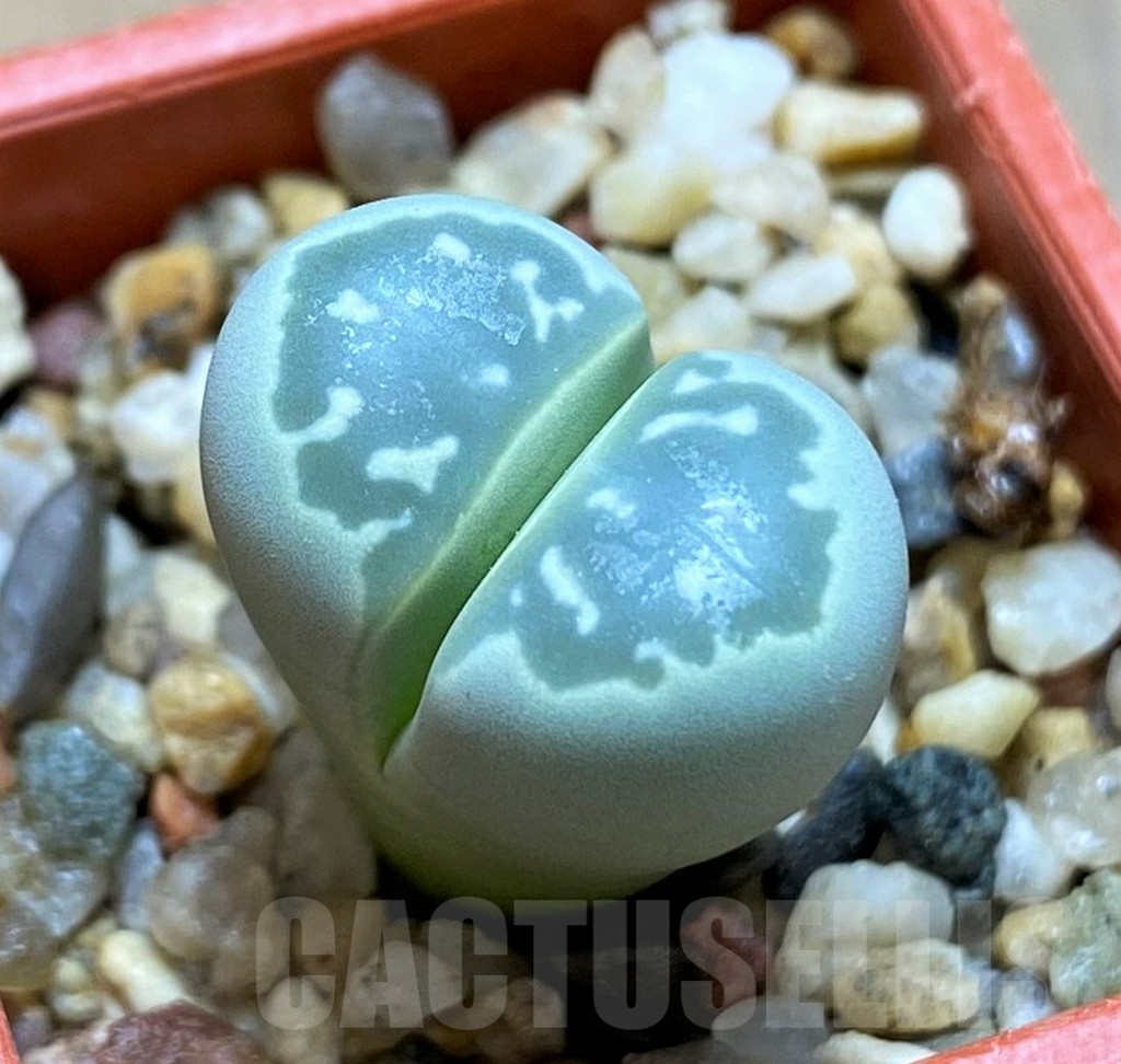 SH14188 Lithops olivacea C109