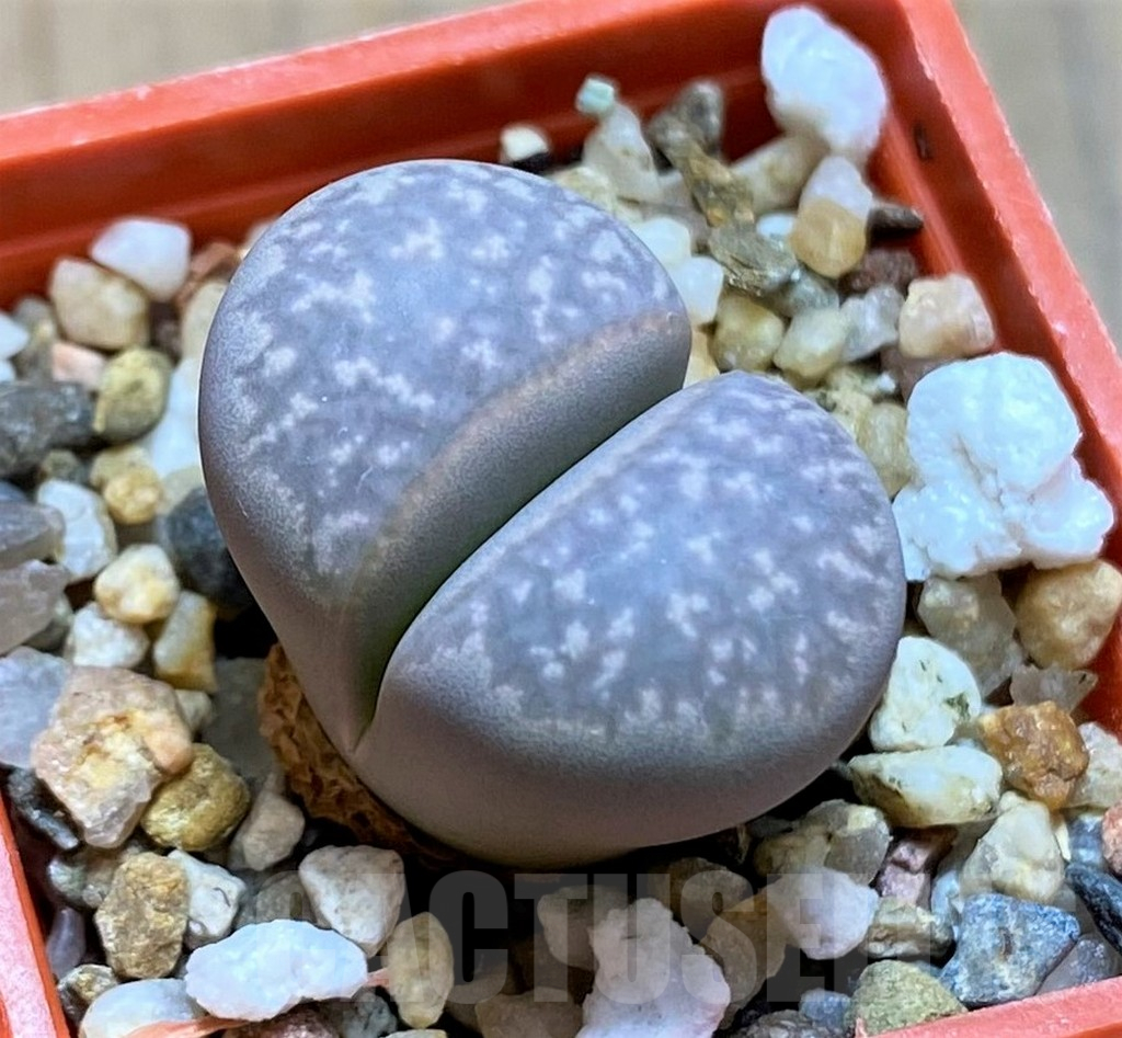 SH14189 Lithops marmorata 'Framesii pink'