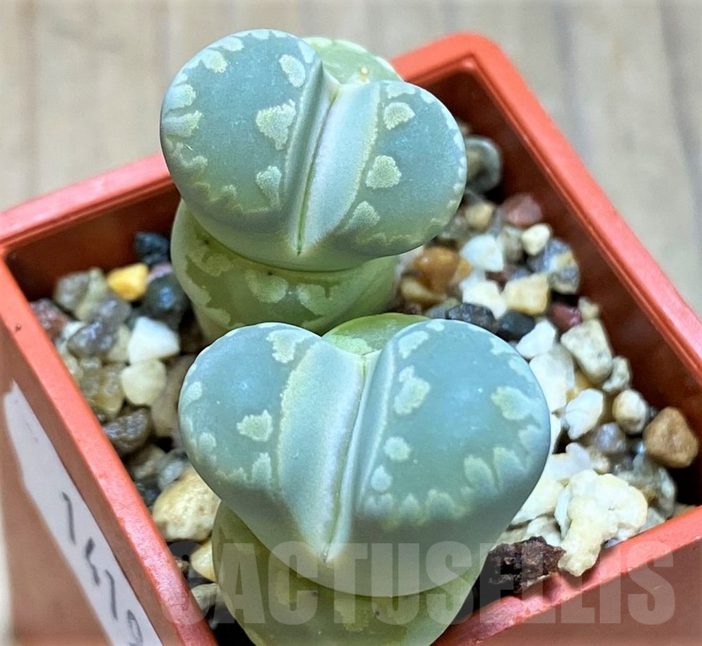 SH14190 Lithops otzeniana
