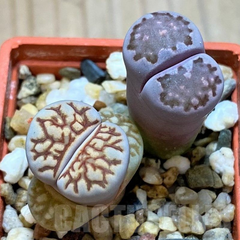 SH14132 Lithops julii ‘Kikushogyoku’, Lithops salicola ‘Sato’s Violet’ hybrid