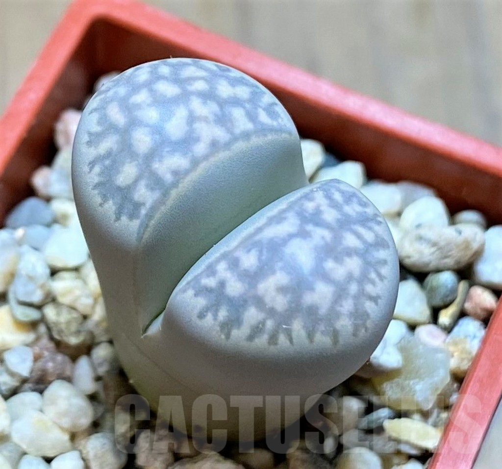 SH14192 Lithops marmorata v. elisae