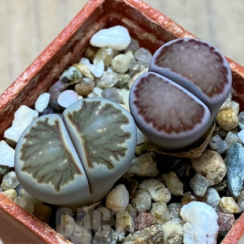 SH14133 Lithops julii ‘Kikushogyoku’, Lithops salicola ‘Sato’s Violet’ hybrid
