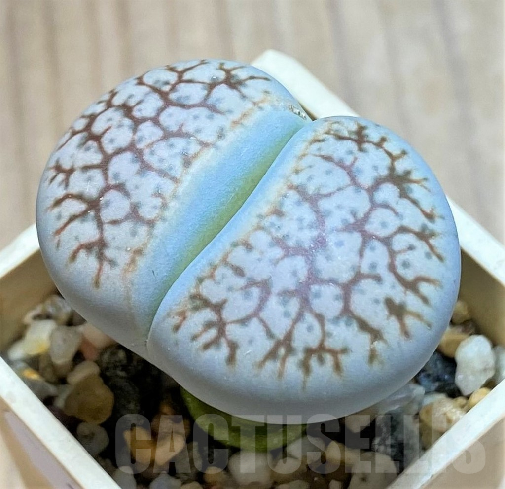 SH14135 Lithops 'Talisman' F2