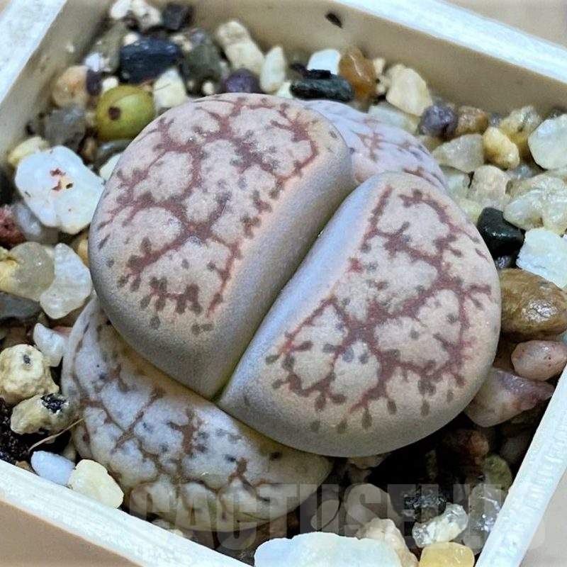 SH14136 Lithops 'Talisman' F2
