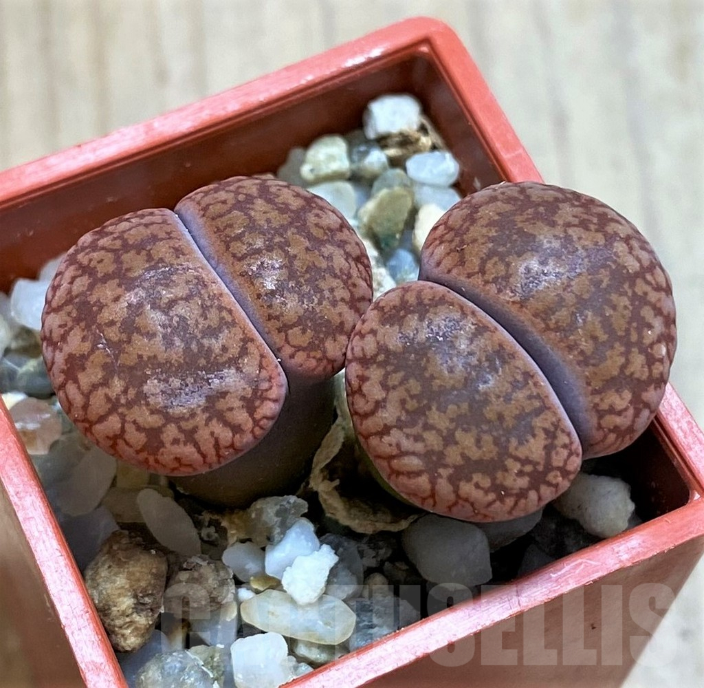 SH14137 Lithops aucampiae v. koelemanii, SH1648