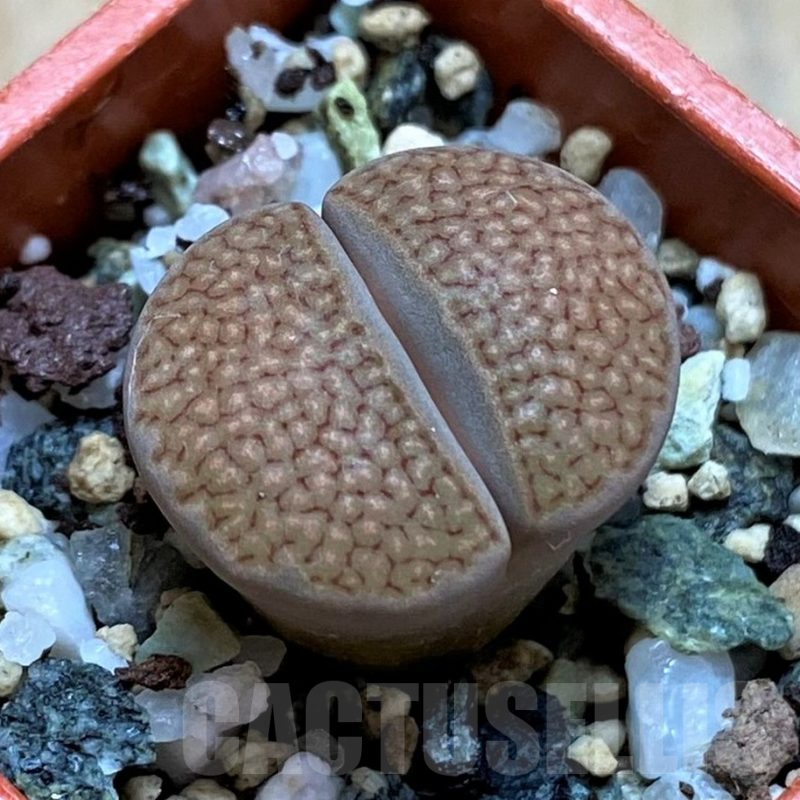 SH14138 Lithops hallii L48-64