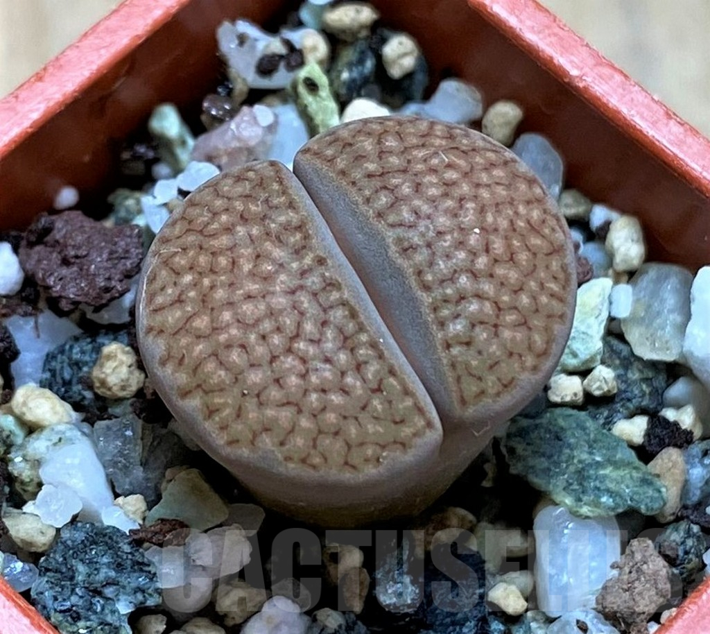 SH14138 Lithops hallii L48-64