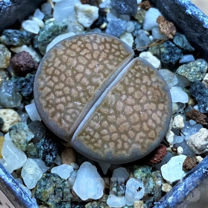 SH14139 Lithops hallii L48-64