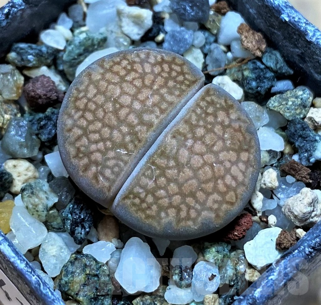 SH14139 Lithops hallii L48-64