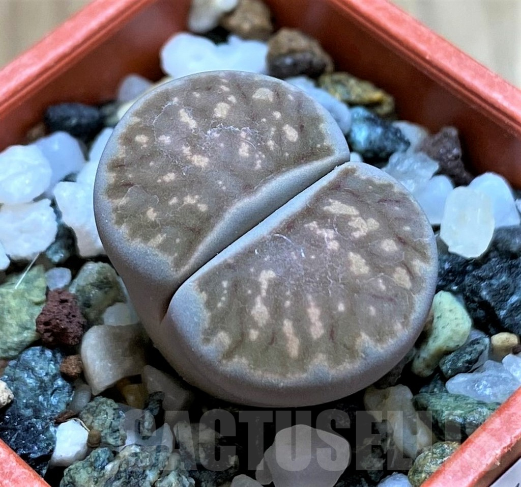 SH14140 Lithops julii ‘Kikushogyoku’