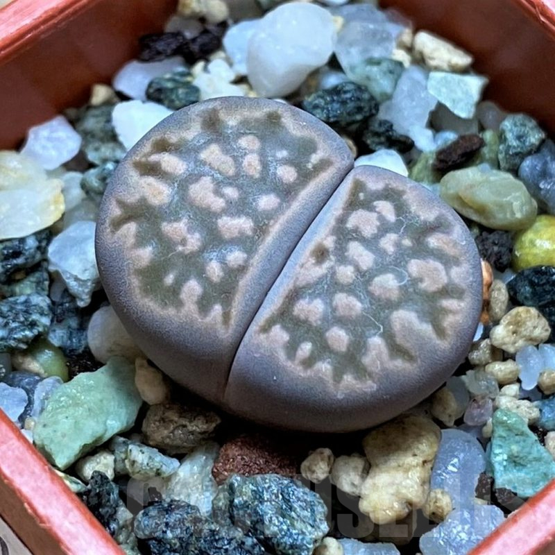 SH14141 Lithops julii ‘Kikushogyoku’
