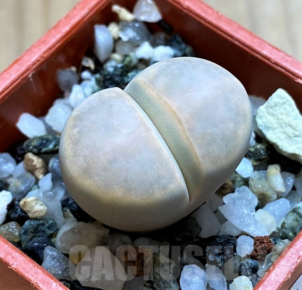 SH14142 Lithops karasmontana v. opalina