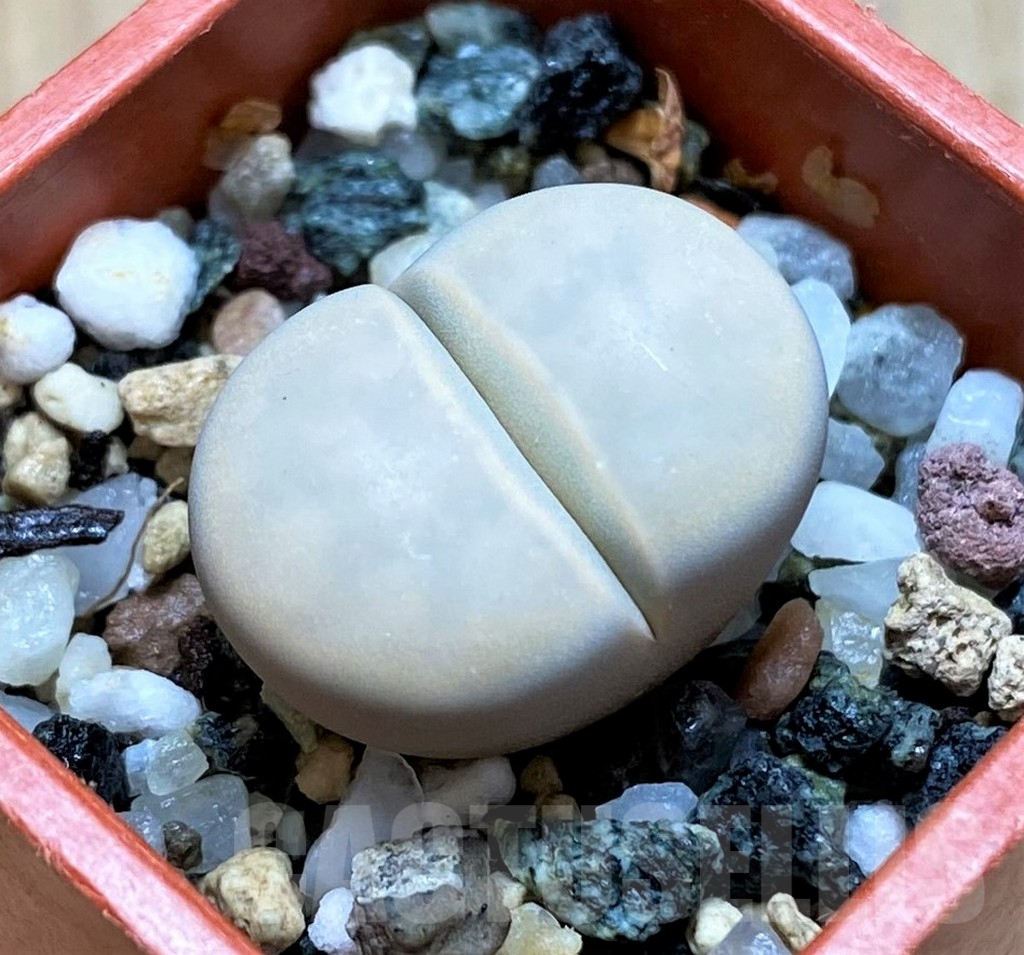 SH14143 Lithops karasmontana v. opalina