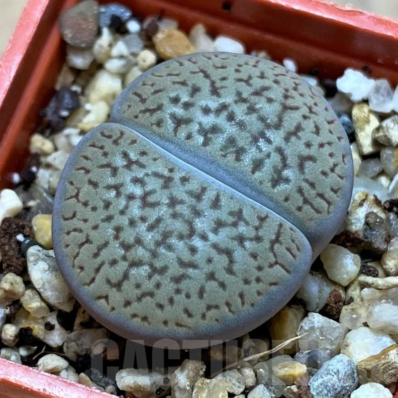 SH14145 Lithops hookeri v. dabneri L51-5