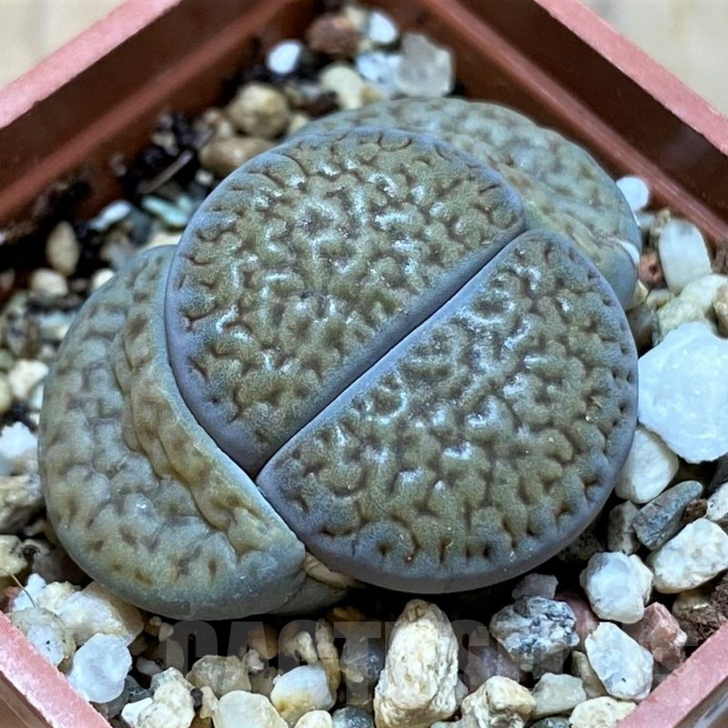 SH14146 Lithops hookeri v. dabneri L51-5