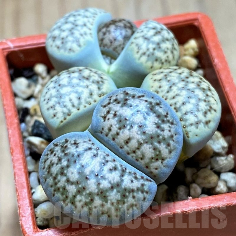 SH14147 Lithops verruculosa