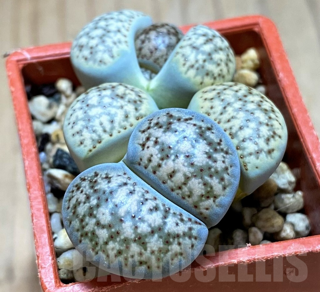 SH14147 Lithops verruculosa