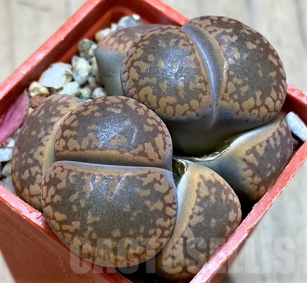 SH14149 Lithops aucampiae 'Storms' Snowcap' C392