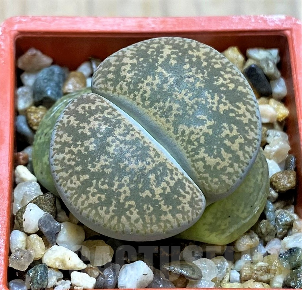 SH14150 Lithops lesliei v. venteri C001A