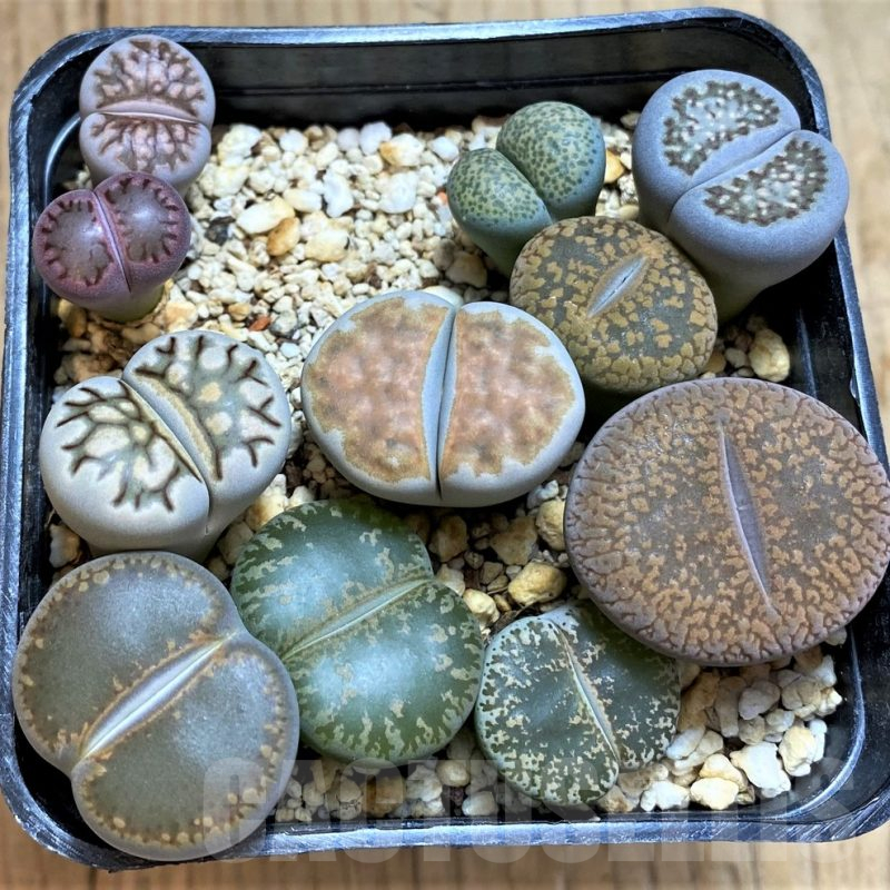 SH14129 Lithops mix