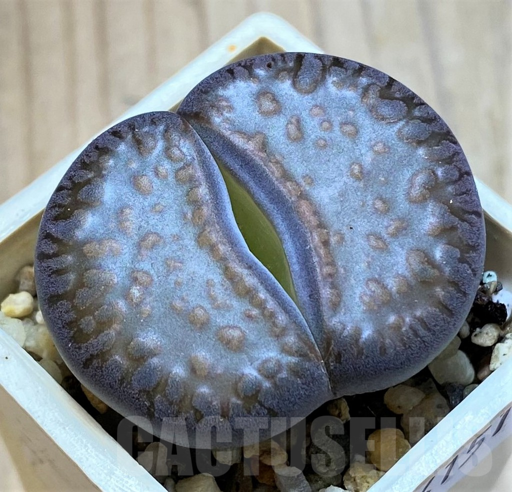 SH14151 Lithops aucampiae 'Dark Wine Red'